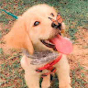 Meet your Posher, Izzy